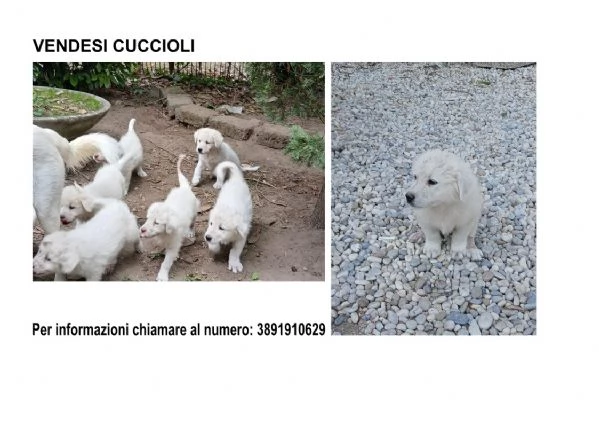 VENDO CUCCIOLI MAREMMANO PELO CORTO DI 2 MESI
