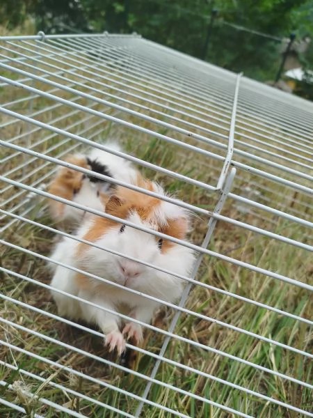 Regalo due cavie peruviane a pelo medio