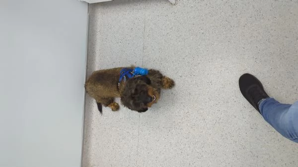 Bassotto a pelo lungo | Foto 0