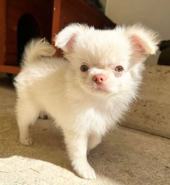 Chihuahua Toy (cuccioli maschio e femmina)
