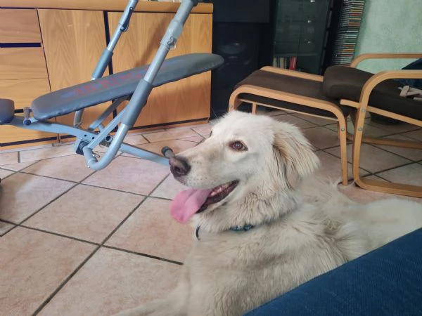 Dolcissimo cane cerca nuova famiglia