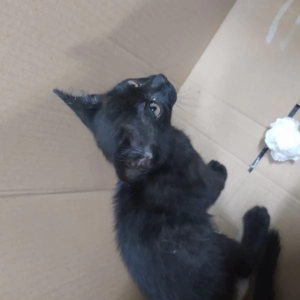 REGALO GATTINO TROVATELLO  MASCHIO MOLTO DOCILE