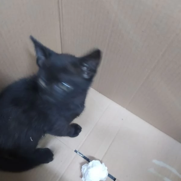 REGALO GATTINO TROVATELLO  MASCHIO MOLTO DOCILE | Foto 0