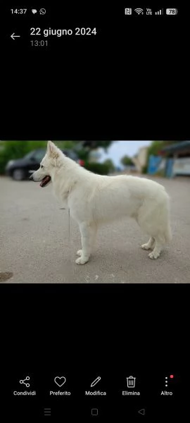 Cerco femmina di pastore svizzero  | Foto 6