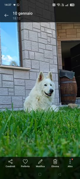 Cerco femmina di pastore svizzero  | Foto 4