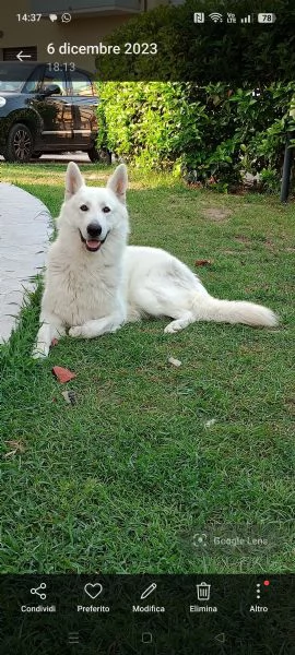 Cerco femmina di pastore svizzero  | Foto 2