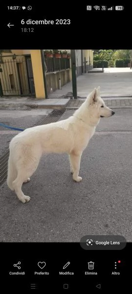 Cerco femmina di pastore svizzero  | Foto 1