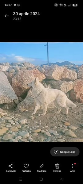 Cerco femmina di pastore svizzero  | Foto 0