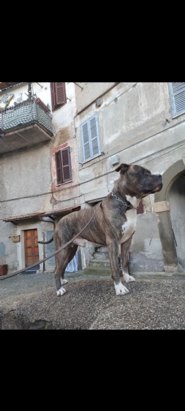 Amstaff maschio  | Foto 6