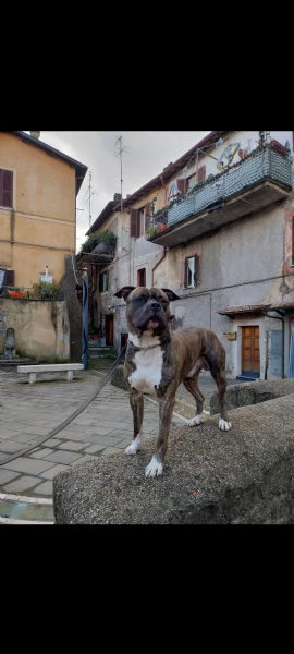Amstaff maschio  | Foto 5