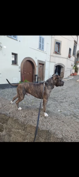 Amstaff maschio  | Foto 4