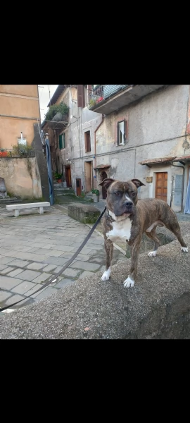 Amstaff maschio  | Foto 3
