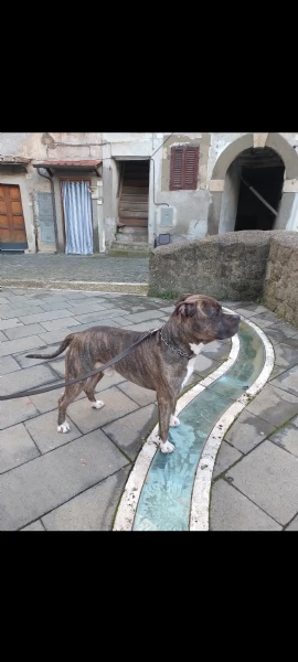 Amstaff maschio  | Foto 2