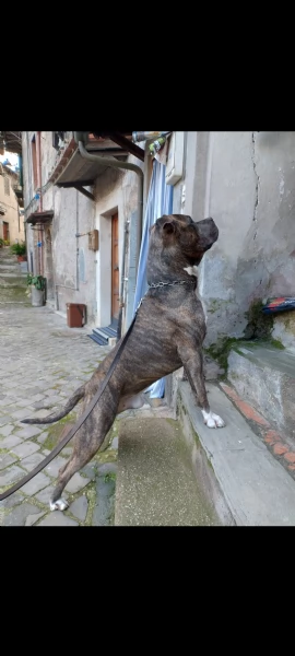 Amstaff maschio  | Foto 1