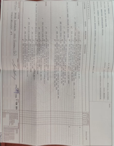 Amstaff maschio  | Foto 0