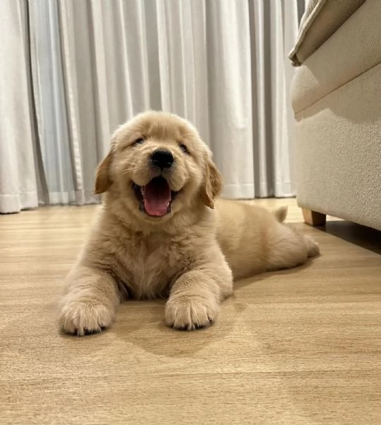 Golden retriever cuccioli