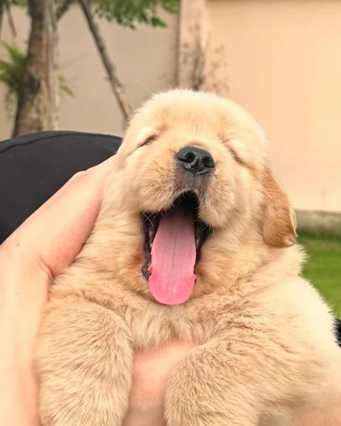 Cuccioli di Golden Retriever (ENCI)