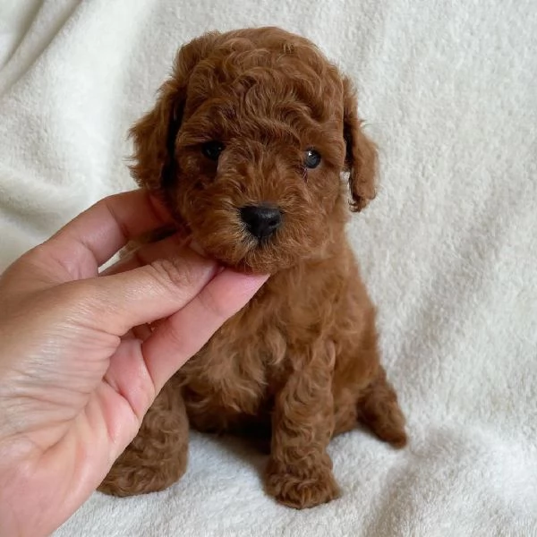 bellissima cucciola barboncina femmina | Foto 1