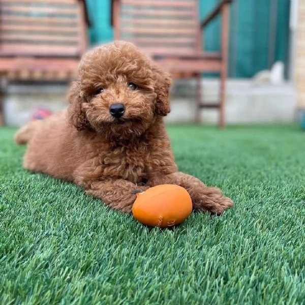 bellissimi cuccioli di Barboncino | Foto 2