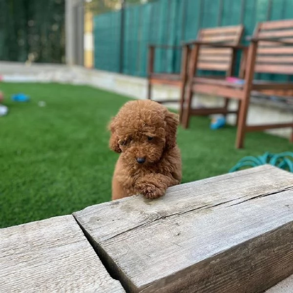 bellissimi cuccioli di Barboncino | Foto 0