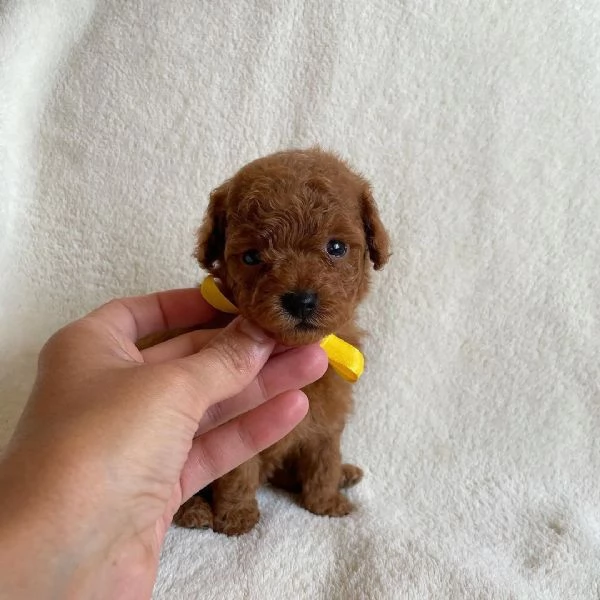 bellissimi cuccioli di Barboncino