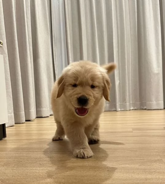 Cucciolo di Golden Retriever