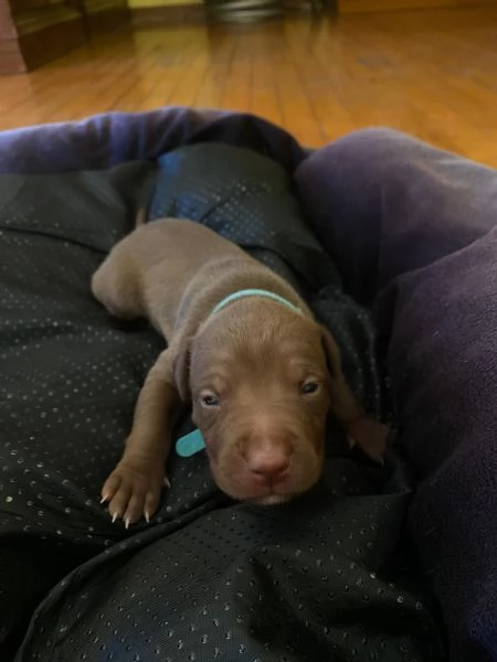 Cuccioli pit rednose