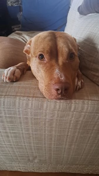 Cuccioli pit rednose | Foto 5