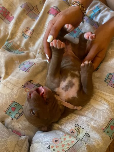 Cuccioli pit rednose | Foto 3