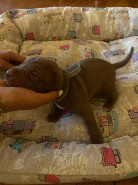 Cuccioli pit rednose | Foto 1