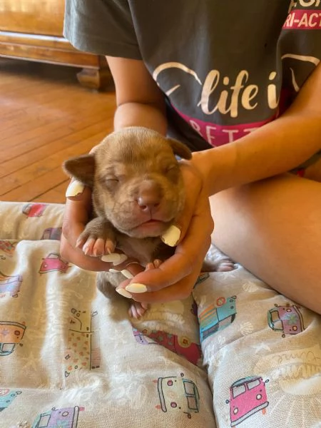 Cuccioli pit rednose | Foto 0