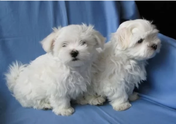 Maltese toy per ladozione | Foto 3