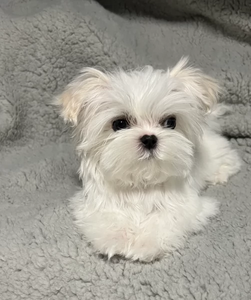 Maltese toy per ladozione | Foto 3