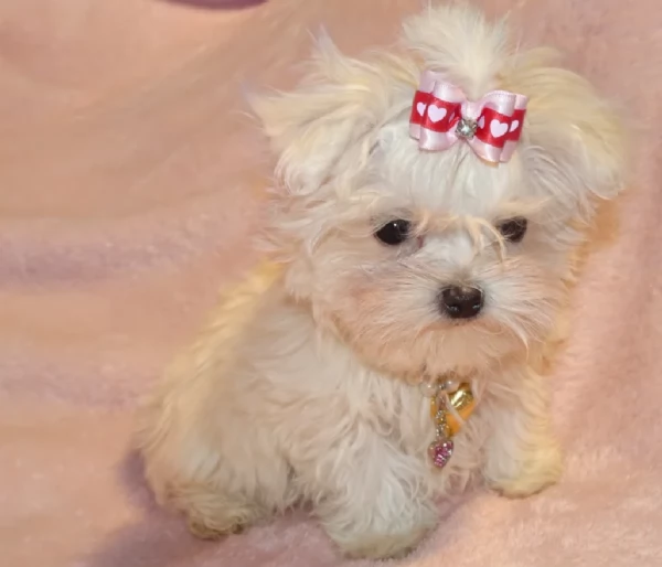Maltese toy per ladozione