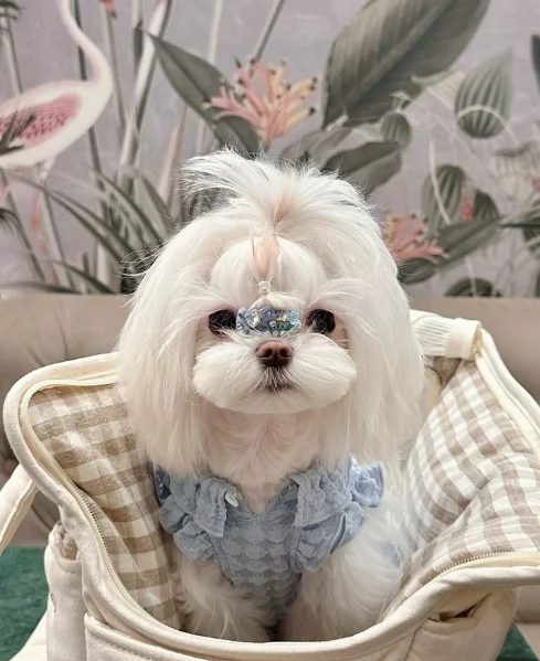 Maltese toy per ladozione | Foto 2