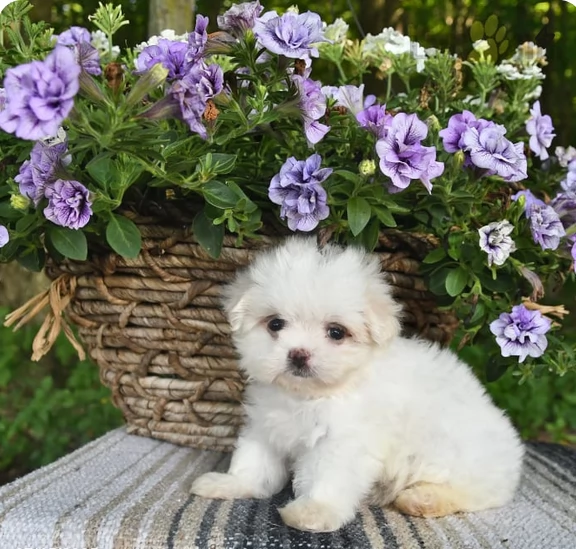 Maltese toy per ladozione