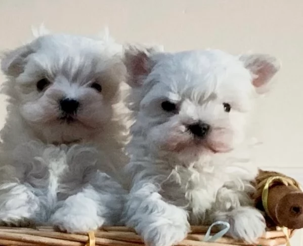 Maltese toy per ladozione | Foto 2