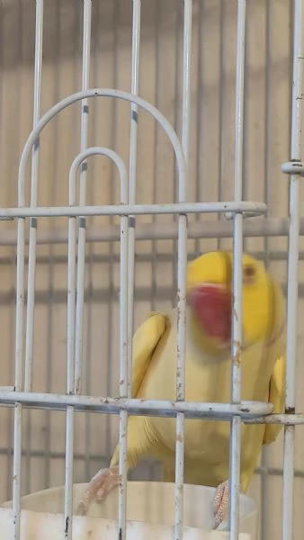 Parrocchetto dal collare  | Foto 5