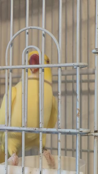 Parrocchetto dal collare  | Foto 3