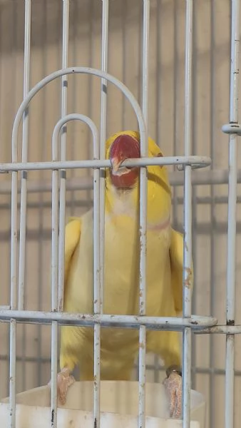 Parrocchetto dal collare  | Foto 2