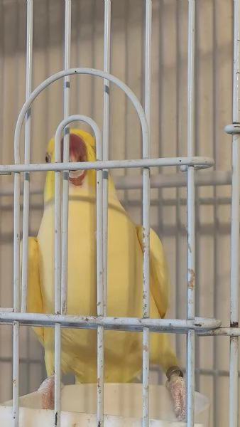 Parrocchetto dal collare  | Foto 1