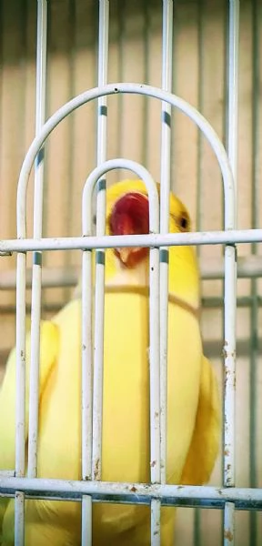 Parrocchetto dal collare 