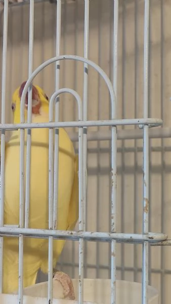 Parrocchetto dal collare  | Foto 0