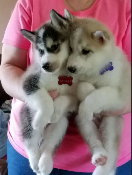 cucciolo di husky per adozione | Foto 1