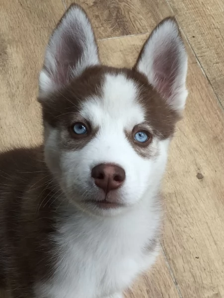 cucciolo di husky per adozione | Foto 3