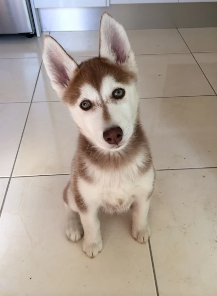 cucciolo di husky per adozione | Foto 2