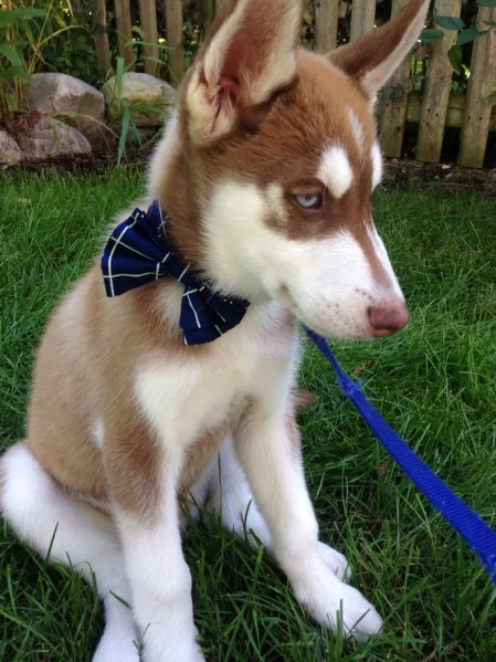 cucciolo di husky per adozione | Foto 3