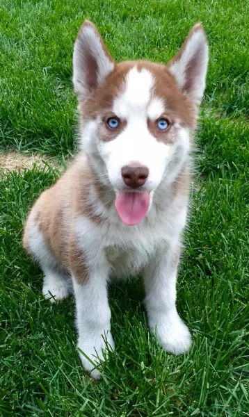 cucciolo di husky per adozione | Foto 3