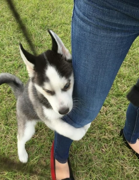 cucciolo di husky per adozione | Foto 1