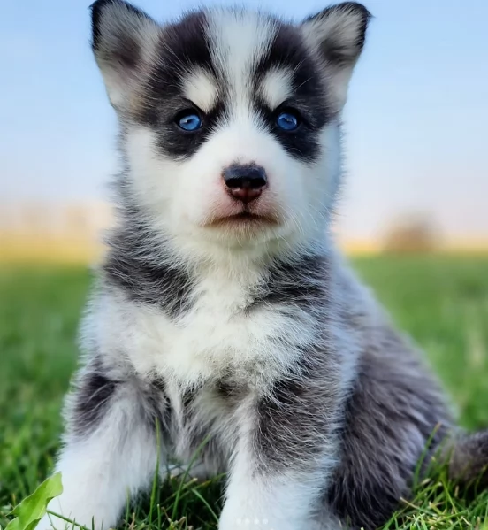 cucciolo di husky per adozione | Foto 5